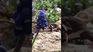 Bee fly and Bluebells