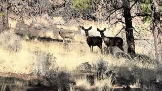 Small herd of Mule Deer in the Coconino National Forest Arizona near Flagstaff