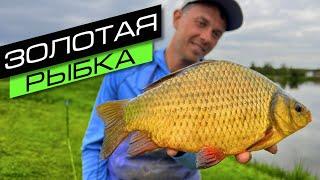 ФИДЕРНАЯ ЛОВЛЯ НА ПРУДУ / ЛОВЛЯ КАРАСЯ / FROS FISHING