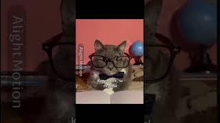 Монтаж мне нравится @kotiynet #kotiynet #школакотиков #врек