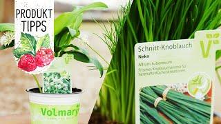 Schnitt-Knoblauch und Bärlauch - Zwei Kräuter-Alternativen zu Knoblauch - Volmary ProduktTipps