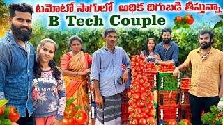 B Tech couple success story  in Tomato Cultivation #highyield #agriculture #agribusiness