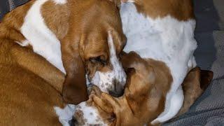 Basset Hound attacks defenceless brother