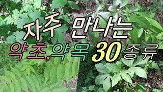 자주 만나는 식물들(약초,약목30종류)