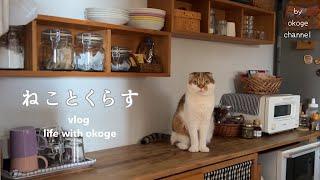 Daily life with cat starting with breakfast/Summer preparation/A little happiness at home(catvlog)