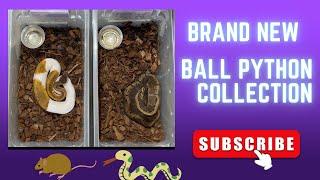 The Insane New Ball Python Collection!