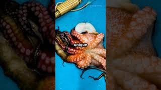 WORLD'S LARGEST OCTOPUS EVER SPOTTED! #shorts #giantoctopus