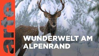 Winter am Alpenrand | ARTE Family