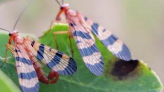 Scorpionflies Mating