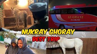 Best Trip️|| 14 Nukray Ghoray️ || Best Horses