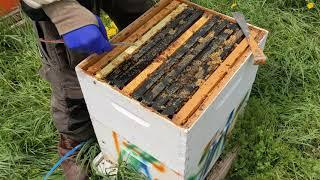 Installing Queens in Various Queen Cages into a Hive