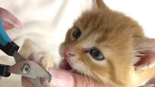 Trimming tiny kitten nails! | How we cut claws of an adopted ginger kitten