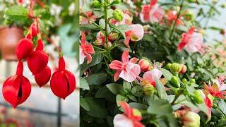 Why Is My Fuchsia Not Flowering? How to keep Fuchsias flowering? Tips to Help Your Fuchsia Bloom