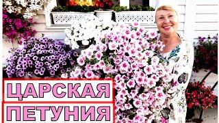 Эта Петуния затмит всех. Поистине Царская петуния. Лучшие сорта Оперы