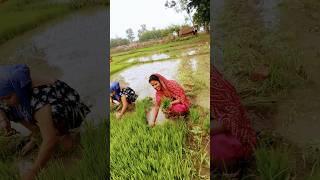 #trendingSandhya official Gorakhpur# #trending #viral #viral video#YouTube short blog