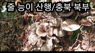 [약초]줄능이 버섯 산행1부/충북 북부/버섯입문 가이드