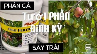 Tưới Phân Cá Định Kỳ Cho Vườn Nhà Thêm Say Trái tt377