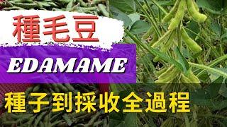 How to grow Edamame Beans【毛豆怎麼種】簡單易種、產量高的毛豆種植【無蟲害不怕曬】毛豆栽培【新手必種】懶人種菜【追劇必學小菜】毛豆料理/鹽水煮毛豆/五香毛豆/涼拌毛豆仁