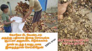 மாடித்தோட்டத்தில் மகத்தான அறுவடை எடுக்க இதை செய்து பாருங்கள் dry leaves benefits in terrace garden