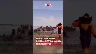 Более 300 лошадей спасли в Атырау от паводков #казахстан #атырау #паводки #лошади #спасение
