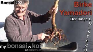 Bonsai 2022-62 - Birke - Yamadori - der lange Lulatsch aus dem Wald