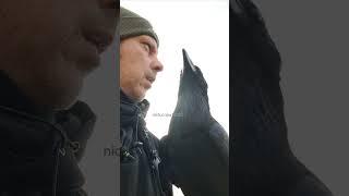 Ragnar raven out for a walk, explore and chatting about everything and nothing.#raven