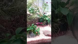 Kuhli loach | Master of hide & seek #anglerinstinct #fishingvlog #aquascape #kuhliloach #guppy