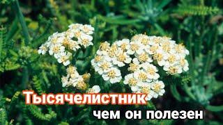 Тысячелистник что мы о нем знаем