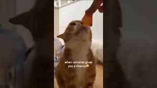  #funnyvideo #cat #funmoments #lol #funny #funnmoments #subscribe #catlover #catvideos