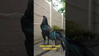 Veera Kattu Tharai Monster