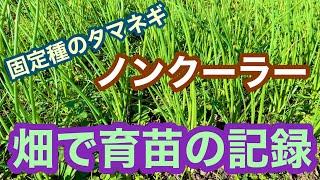 固定種タマネギ「ノンクーラー」を畑で育苗 54日間の記録