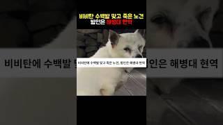 비비탄 수백발 맞고 죽은 노견, 범인은 해병대 현역