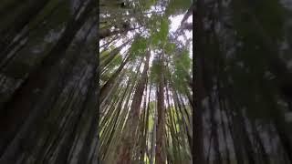 阿里山竹林｜Alishan Bamboo Forest #旅行喵 #travelcat