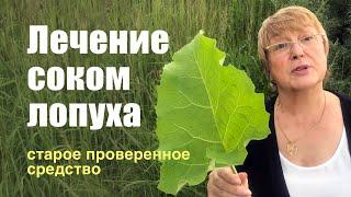 Лечение кисты и новообразований соком лопуха