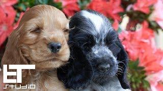 English Cocker Spaniel - Puppies