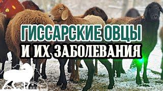 Гиссарские овцы и их заболевания