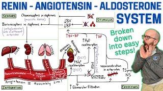 Renin-Angiotensin-Aldosterone System (RAA System) | Made easy with a step-by-step explanation!