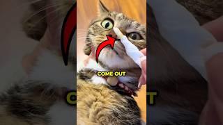 This Is Why Your Cat Can’t Breathe Right! (: @roserr3d/TT)