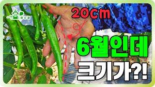 6월인데 고추 크기보세요!!ㅣ간이비가림 ㅣ탄저병, 무름병