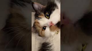 Hello from the other side | dollaruble | shorts #shortsviral #billi #viral #catlover #adele #billiig