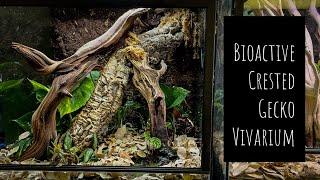 Making a Bioactive Crested Gecko Vivarium