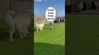 Sonny the Golden Retriever is Teaching Jack How to Take Him for a Walk. #shorts