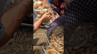 Dỡ lú ngay bầy tôm thẻ khủng #shorts