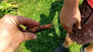 Homestead/Garden update. Storms, flowers and animals! Fun Summer footage.