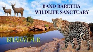 Band Baretha Tourism Guide Bharatpur : Things To Do in Wildlife, Lake Views