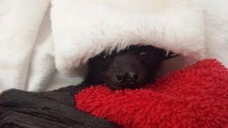 Baby Bats And Buddies Of Australia 's Christmas