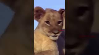 نظرات استغراب من الأشبال