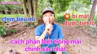 Cách Phân Biệt Chim Tiểu Mi Trống & Mái Chính Xác Nhất | đam mê độc lạ