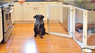 Funny Dogs Escaping Compilation | Genius Dog Escapes Cage