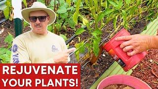 Secrets to Revitalize Your Pepper Plants